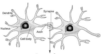 synapse1.gif